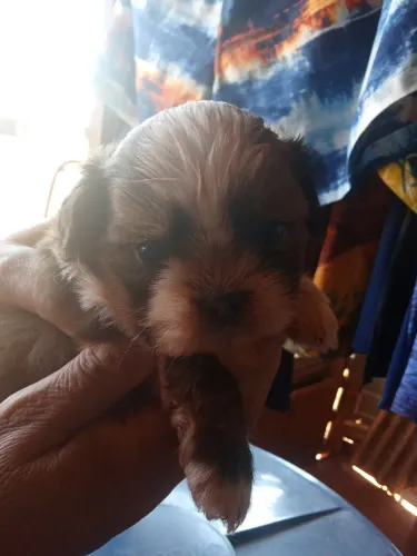 Vende se cachorro ?