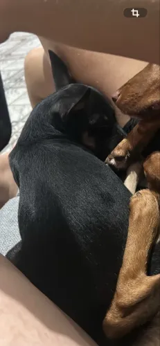 Cachorro para doar