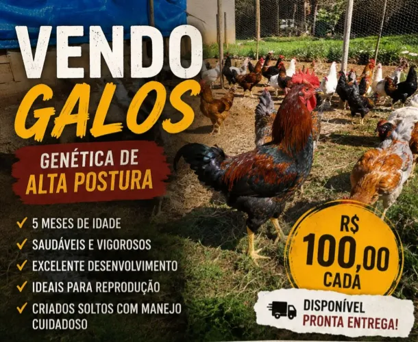 Vendo galos joven