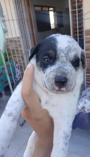 Cachorro(a) para adoção