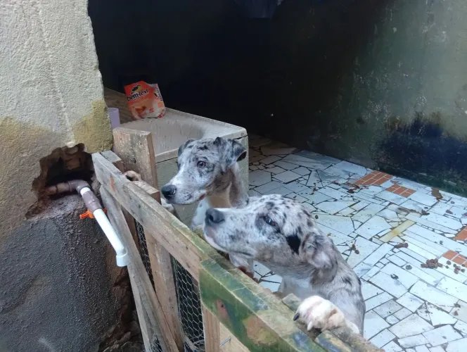 Cachorro catahoula