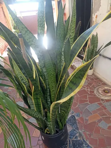 vendo vazo lindo duas qualidade para sala escritório etc