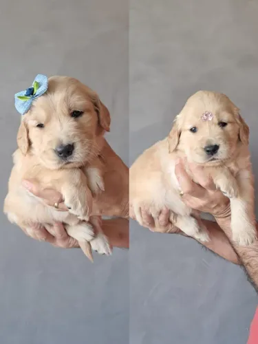 Filhotes Golden Retriever Puro