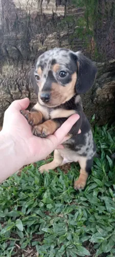 Teckel Dachshund