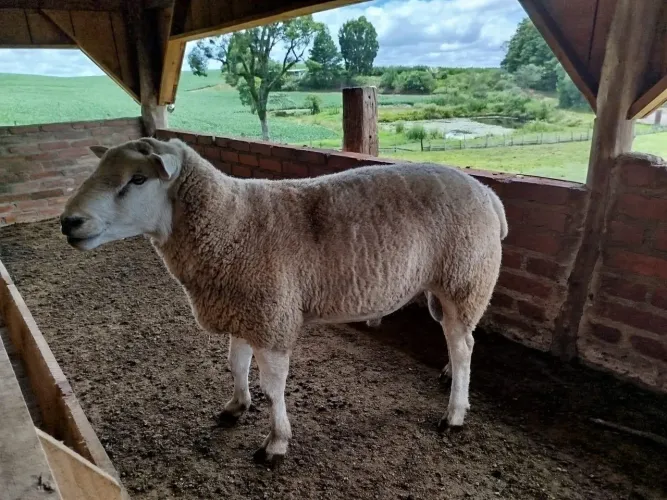 Carneiro Texel