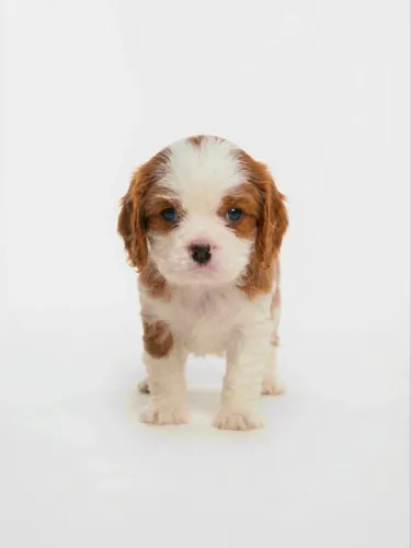 FILHOTE DE CAVALIER  KING CHARLES