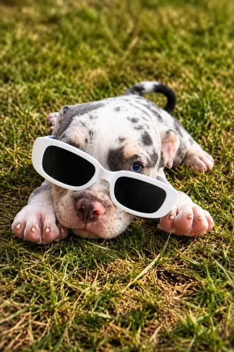 American bully / envio para todo Brasil