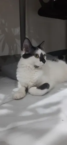 Doação gatinha amorosa