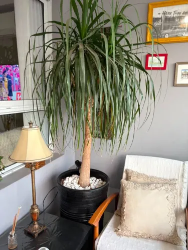 Planta Pata-de-Elefante Grande em Vaso Decorativo Preto com Pedras