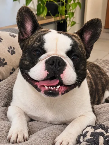 Buldogue francês 