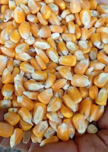produtos agrícolas direto da fazenda, sem atravessadores