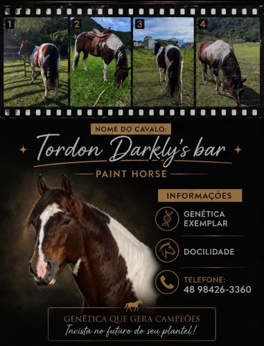 Cobertura cavalo paint horse