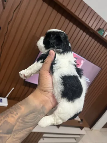 VENDO FILHOTE FÊMEA DE SHIH TZU COM MALTÊS