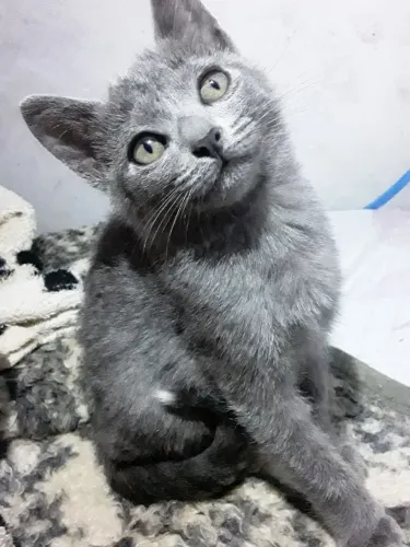Doação Filhote de Gato