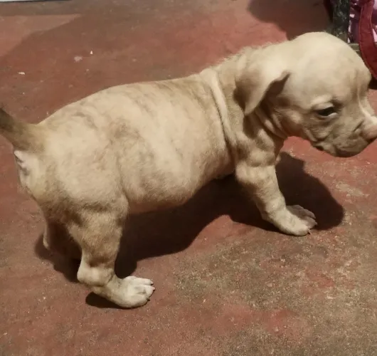 Vende se filhotes de pitmoster 