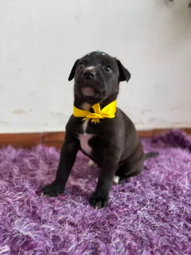 Doação Cachorro fêmea Filhote para Adoção Responsável