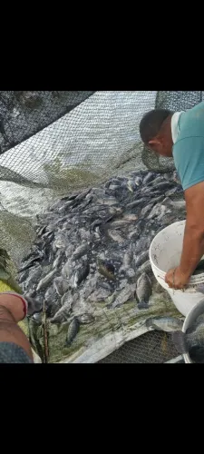 Genética de ponta em peixes