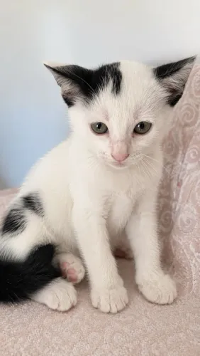 Doa-se linda Gatinha (2 meses idade)