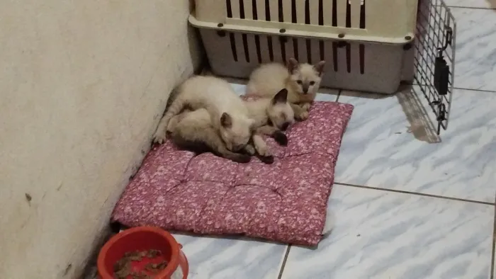 filhotes de gatos siamês a procura de um lar 