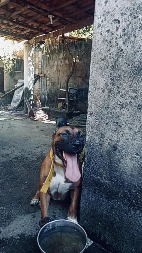 Doação de Pitbull com pastor alemão