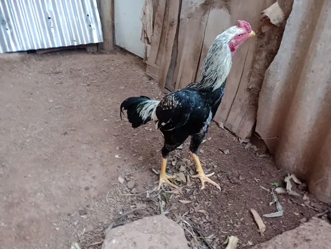 Galo índio R$ 150