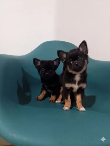 Chihuahua 