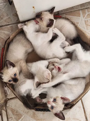 doando gatos macho e fêmea já estão comendo ração 