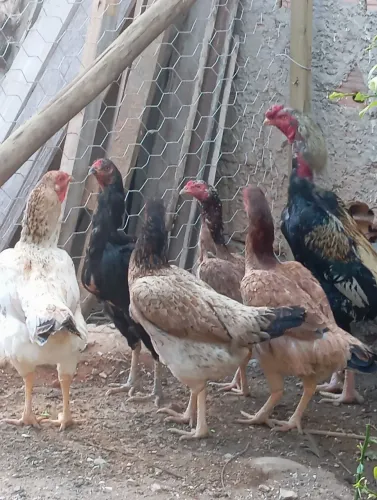galinha pura 