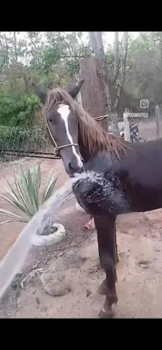 Cavalo