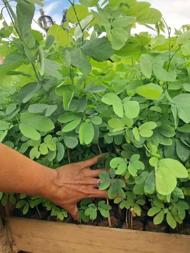 Mudas de Sansão-do-campo em Dona Euzébia 