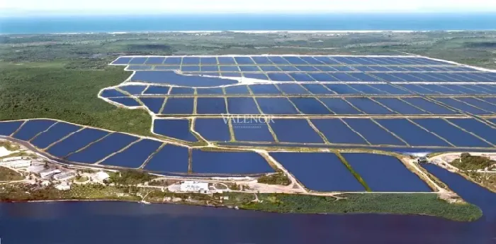 Mega fazenda de camarão na Bahia com 150 viveiros