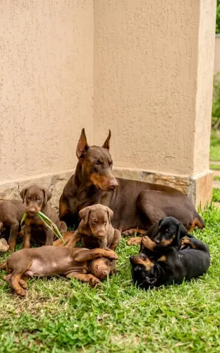 DOBERMAN FILHOTES PADRÃO VACINADOS -DIVIDO NO CARTÃO