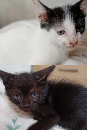 Gatinhos para adoção