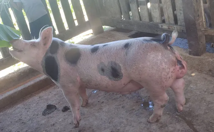 Vendo porco pietran po com 5 meses de idade mãe e pai registrados genética granja Iguaçu 