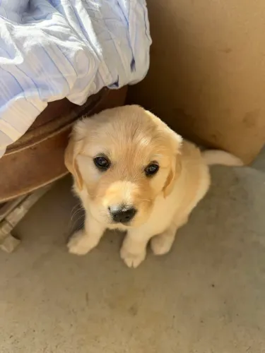 Golden Retriever maravilhosa