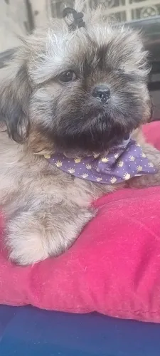 Shih Tzu macho