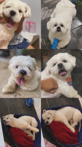 Doando um shitzu.. 