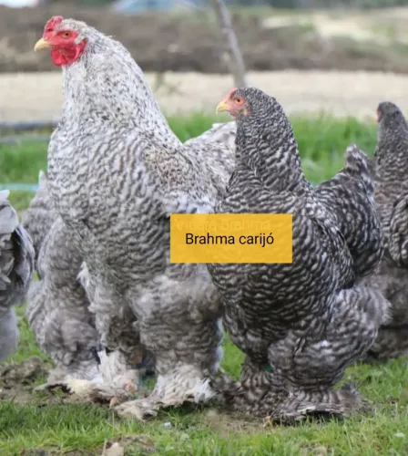 Galinha da raça brhama 