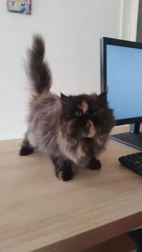 Gata persa femea