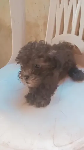 Vendo um filhote de poodle n°01 macho