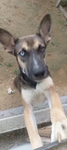 Doação de cadela 