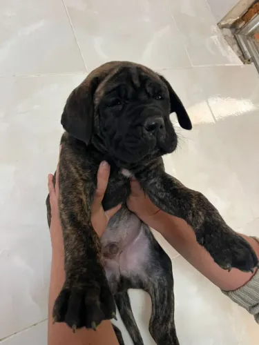 Cane corso
