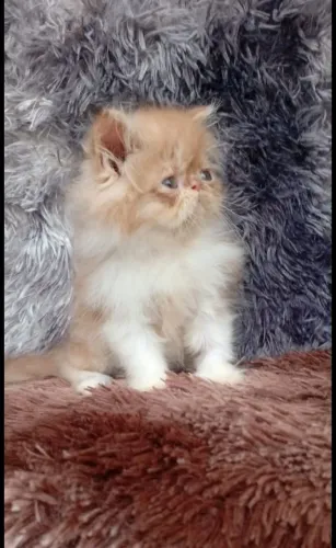 Gato Persa 