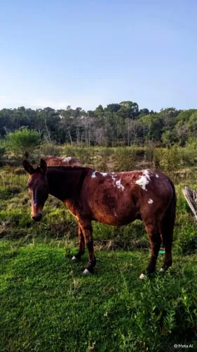 Vendo Burro Pampo Marcha picada