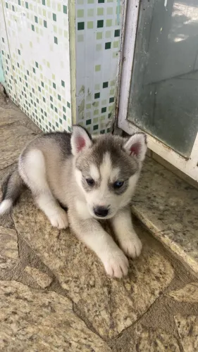 Vende-se filhotes de husky siberiano puro