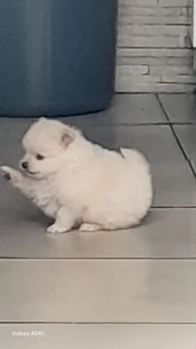 Spitz alemão macho