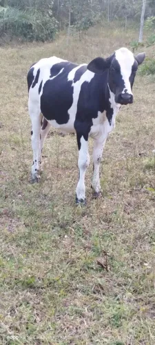 Vacas 