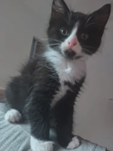 Gato para adoção 