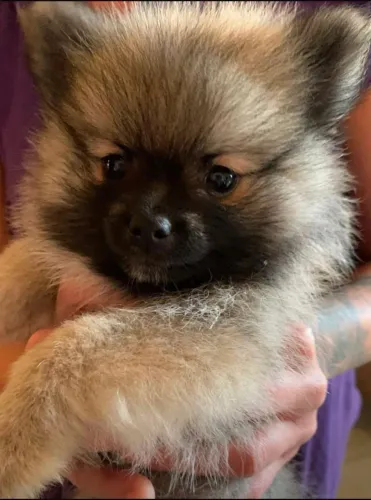 Cachorro Spitz Alemão macho