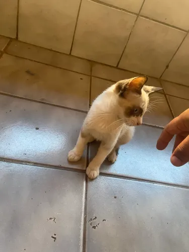 Gatinha com 4 meses para adoção urgente!!!